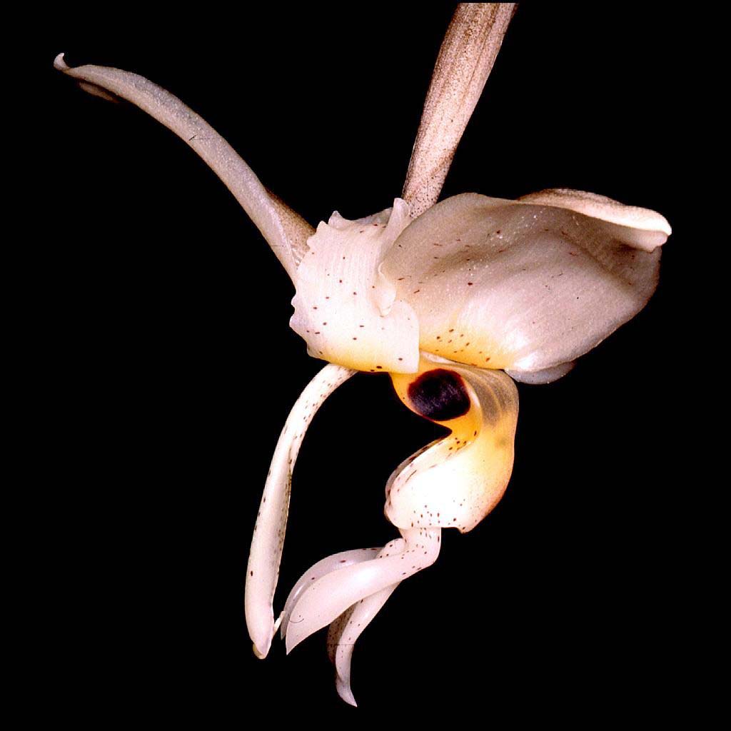 Stanhopea nigripes | Orchids Wiki | Fandom