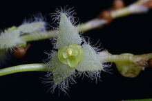 Stelis eublepharis