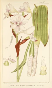 Plate of Disa crassicornis