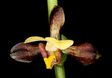 Eulophia streptopetala
