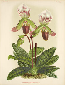 Paphiopedium callosum.jpg