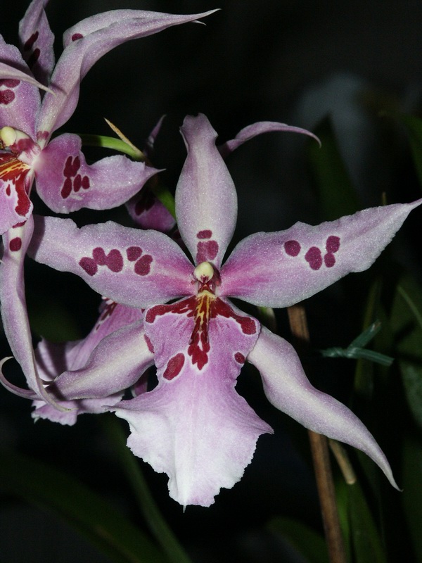Beallara Orchids Wiki Fandom