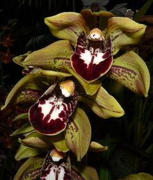 Cymbidium Annette Funichello 'Charlie's Favorite'