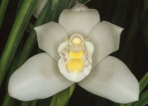 Cymbidium Eastern Promise, Orchids Wiki