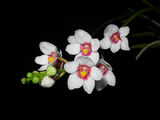 Sarcochilus hartmannii