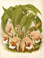 Coelogyne speciosa plate