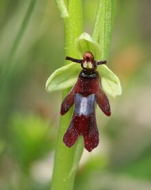 Ophrys insectifera