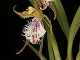 Odontoglossum crinitum