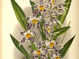 Odontoglossum