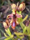 Ophrys regis-ferdinandii Rhodos.jpg