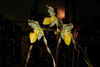 Paphiopedilum philippinense album