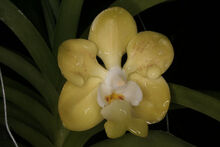 Vanda denisoniana