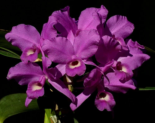 Guarianthe skinneri | Orchids Wiki | Fandom