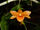 Dendrobium crocatum