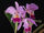 Cattleya labiata