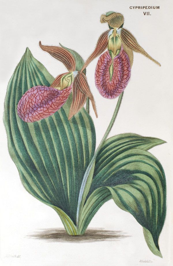Cypripedioideae | Orchids Wiki | Fandom