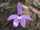 Glossodia major