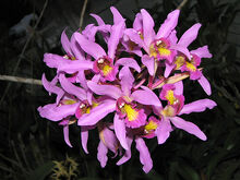 Laelia superbiens 'Rosminah'