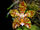 Phalaenopsis reichenbachiana