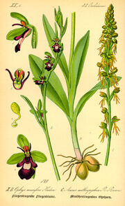 Illustration Ophrys incectifera0