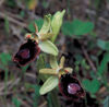 Ophrys flavicans bertoloniiformis