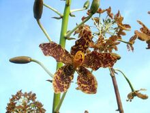 Grammatophyllum speciosum1