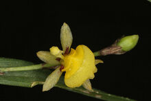 Sigmatostalix graminea