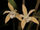 Dendrobium section Dendrocoryne