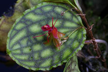 Lepanthes calodictyon