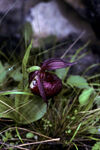 Cypripedium calcicolum dark