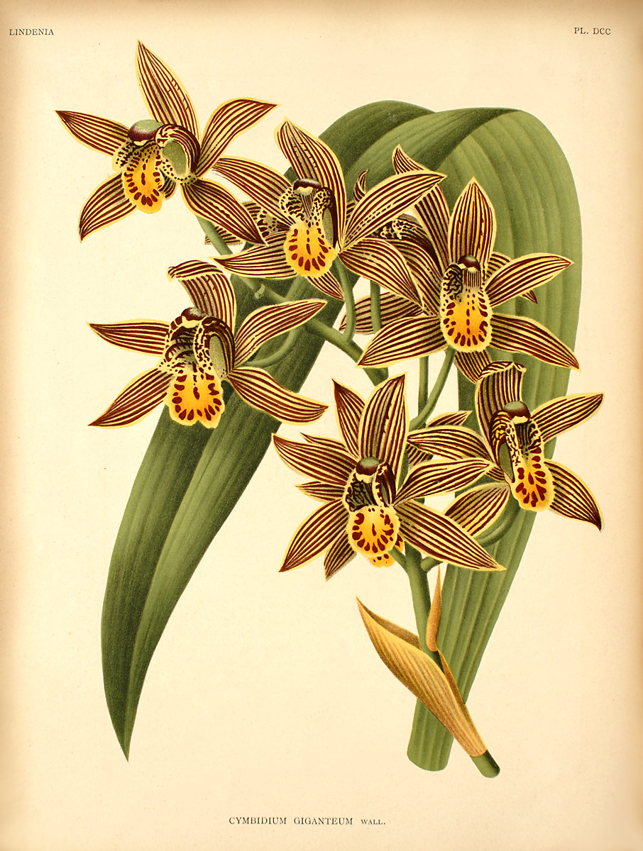 Cymbidium Eastern Promise, Orchids Wiki