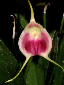 Masdevallia infracta