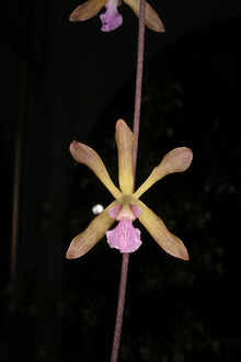 Encyclia seidelii