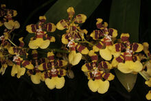 Oncidium tipuloides