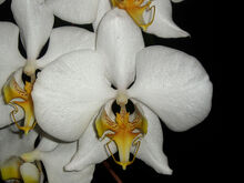 Phalaenopsis amabilis2