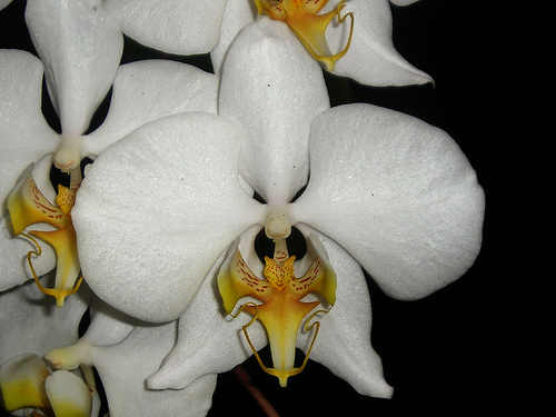 Phalaenopsis aphrodite