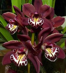 Cymbidium Street Hawk 'Loyola'