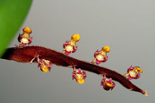 Bulbophyllum falcatum