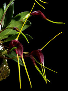 Masdevallia calura