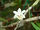 Dendrobium hosei