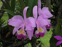 Cattleya trianae