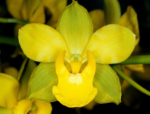 Orchid plant Cyrtopodium andersonii bare root -  France