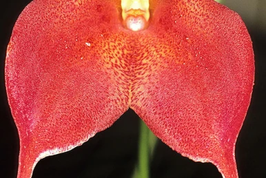 Cochleanthes marginata | Orchids Wiki | Fandom