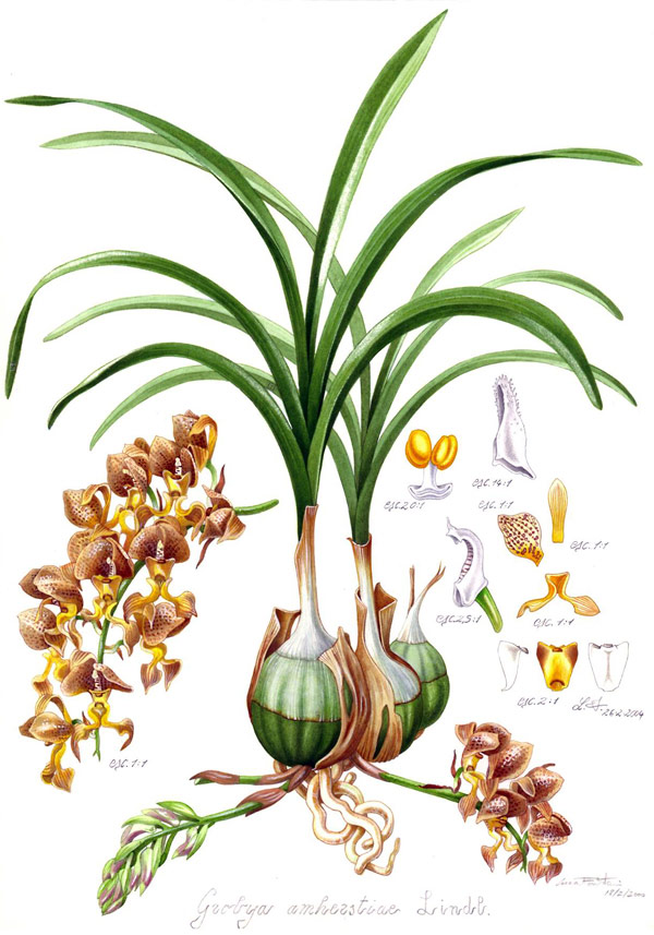 Re plant. Фаленопсис с длинными листьями. Орхидея с длинными листьями и бульбами. Орхидея с узкими листьями. Орхидея с длинными узкими листьями.