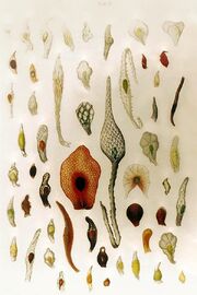 Orchid seeds