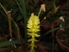 Dendrochilum wenzelii yellow