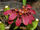 Bulbophyllum abbreviatum