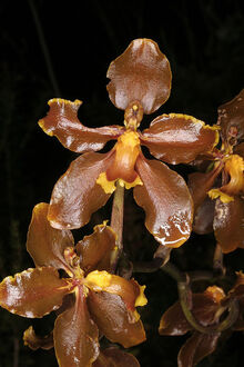 Cyrtochilum diceratum