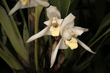 Maxillaria confusa