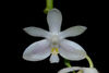 Phalaenopsis modesta alba